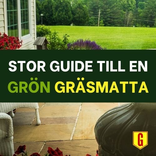 Stor guide till en grön gräsmatta Stor guide till en grön gräsmatta