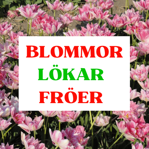 Köp blommor, lökar och fröer Rosa blommor i rabatt med röd och grön text "Blommor, lökar, fröer"