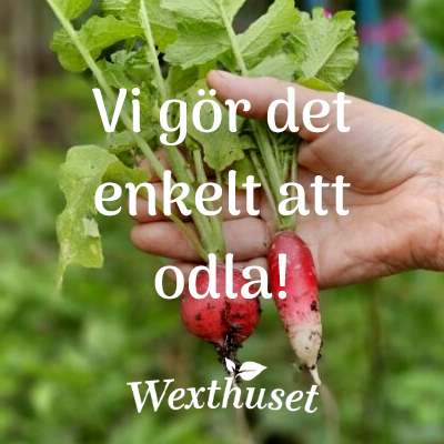 ANNONS En hand håller rädisor i en trädgård. Bildtext är Vi gör det enkelt att odla. Wexthuset.